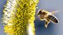 Insekten: Pestizide machen Bienen orientierungslos | ZEIT ONLINE